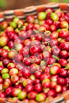 Fresh Arabica coffee berries in basket. Organic coffee farm on B